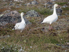 Anser caerulescens caerulescens