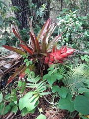 Tillandsia imperialis