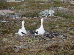 Anser caerulescens caerulescens