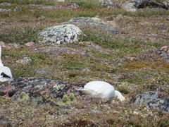 Anser caerulescens caerulescens