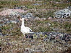 Anser caerulescens caerulescens