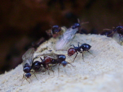 Crematogaster scutellaris