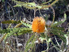Banksia ashbyi