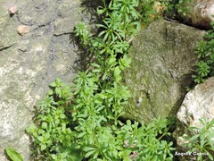 Galium aparine
