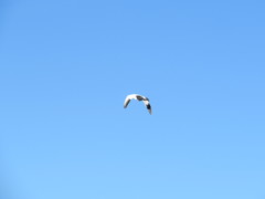 Anser caerulescens caerulescens