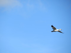 Anser caerulescens caerulescens