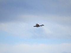 Anser caerulescens caerulescens