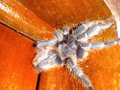 Lasiodora