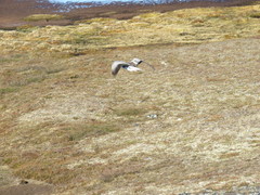 Anser caerulescens caerulescens