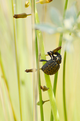 Brachycerus sinuatus