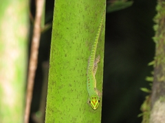Phelsuma guttata