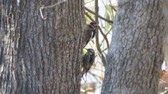 Sphyrapicus varius
