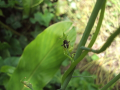 Horciasinus argentinus