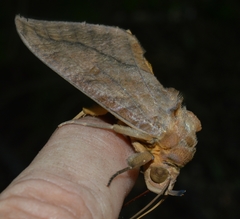 Eudocima serpentifera