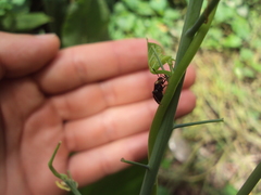 Horciasinus argentinus