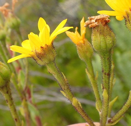 Image of Osteospermum corymbosum by (c) Nicola van Berkel, some rights reserved (CC BY-SA)