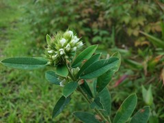 Lespedeza capitata