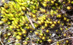 Campylopus flaccidus