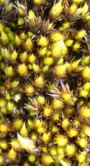 Campylopus flaccidus