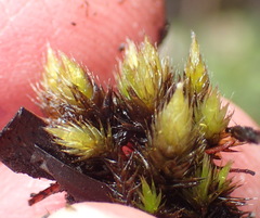 Campylopus flaccidus