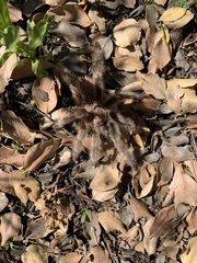Grammostola rosea
