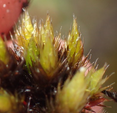 Campylopus flaccidus