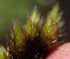 Campylopus flaccidus