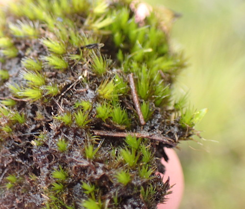 Image of Campylopus pilifer by (c) Nicola van Berkel, some rights reserved (CC BY-SA)
