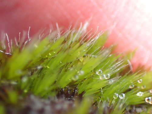 Image of Stiff Swan-neck Moss by (c) Nicola van Berkel, some rights reserved (CC BY-SA)