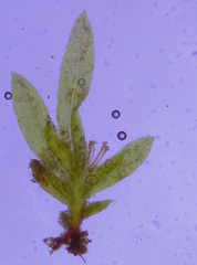 Fissidens ovatifolius