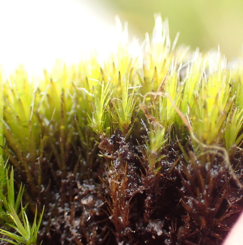 Image of Stiff Swan-neck Moss by (c) Nicola van Berkel, some rights reserved (CC BY-SA)