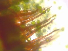 Fissidens ovatifolius