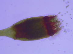 Fissidens ovatifolius