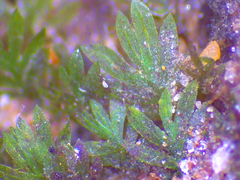 Fissidens ovatifolius
