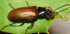 Megischia curvipes