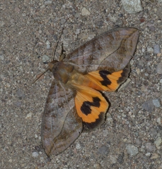Eudocima serpentifera