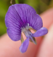 Psoralea trullata