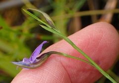 Psoralea trullata