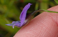 Psoralea trullata