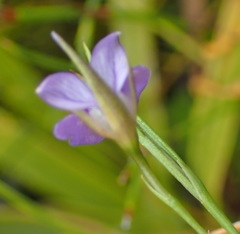 Psoralea trullata