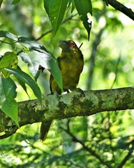 Pteroglossus bailloni