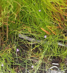 Psoralea trullata