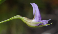 Psoralea trullata