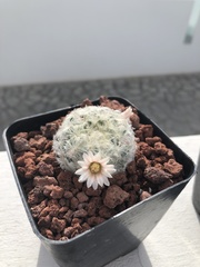 Mammillaria plumosa