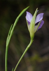 Psoralea trullata