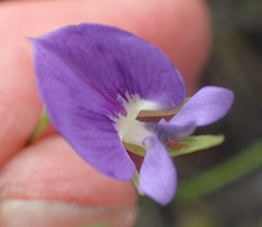 Psoralea trullata