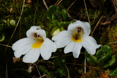 Euphrasia petriei