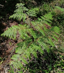 Pteridium caudatum