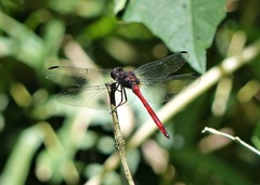 Orthemis ambinigra