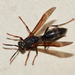 Polistes apicalis - Photo (c) Grete Pasch, some rights reserved (CC BY), uploaded by Grete Pasch